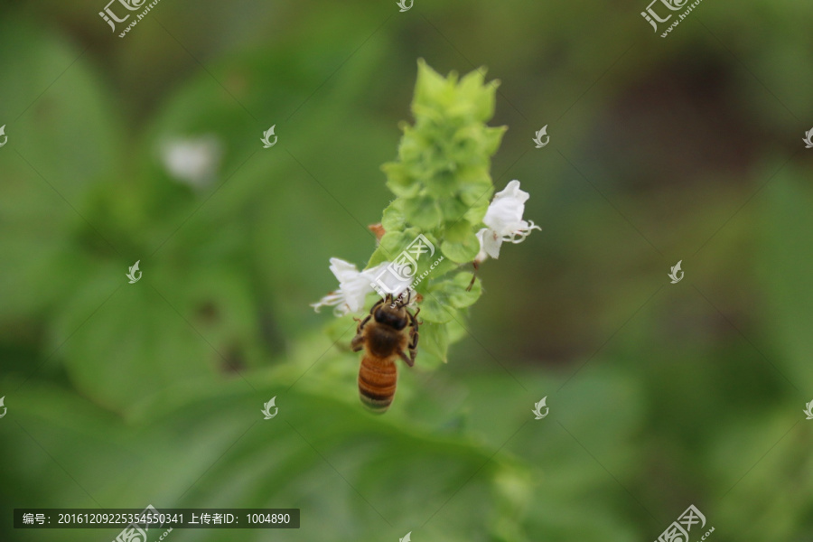 蜜蜂,隐翅的蜜蜂