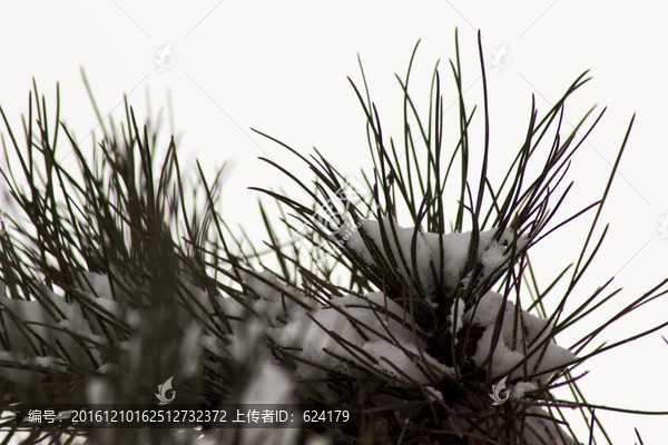 雪压松枝