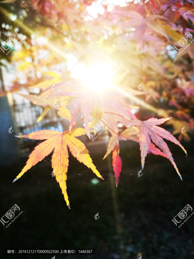 秋韵