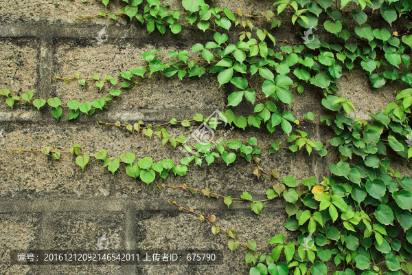 爬山虎石墙背景