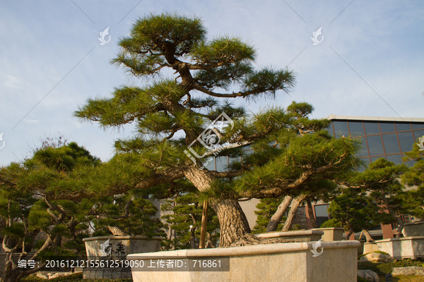 黑松,大型盆景