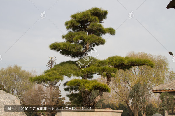 黑松,大型盆景