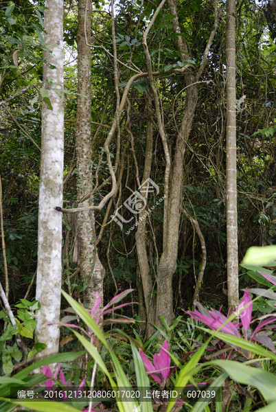 海南三亚呀诺达热带雨林植物