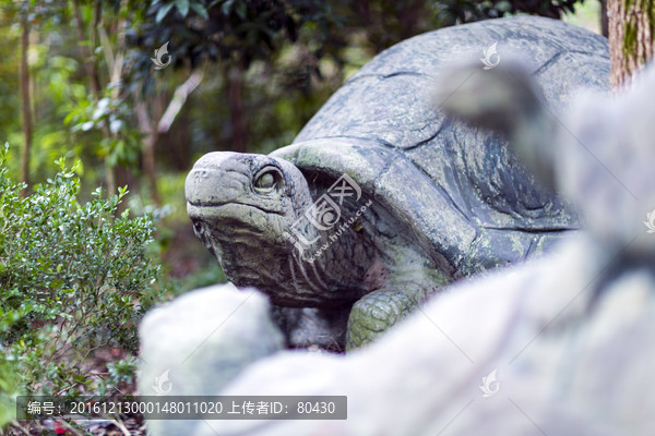 乌龟,大龟上的小龟,韩湘水博园