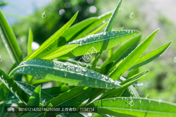 阳光绿叶生命绿色