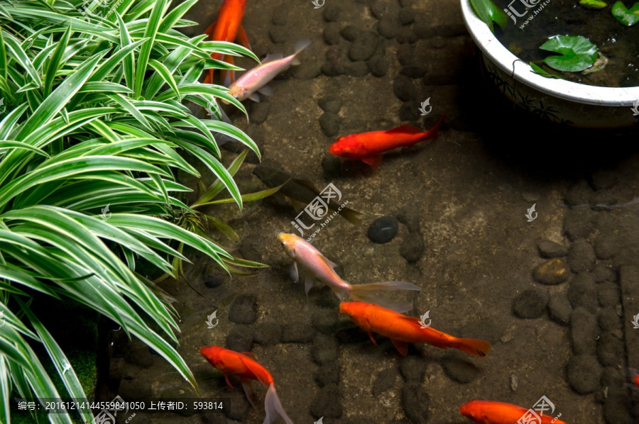 中式庭院园林鱼池,锦鲤