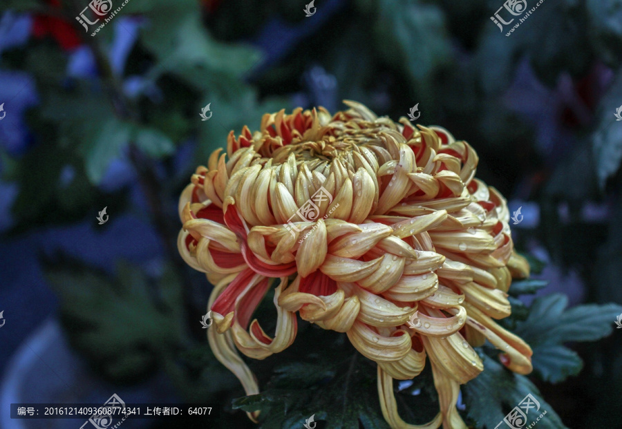 菊花