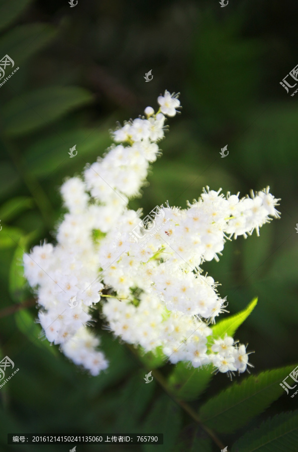 丁香花特写