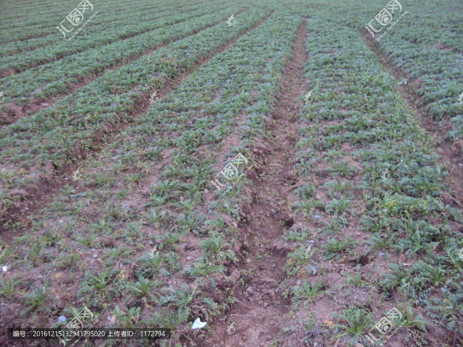 玛咖种植基地玛咔特色农作物农业