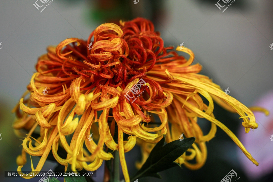 菊花