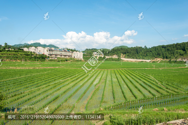 岑巩农村稻田