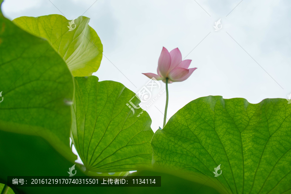 阳光下的荷花
