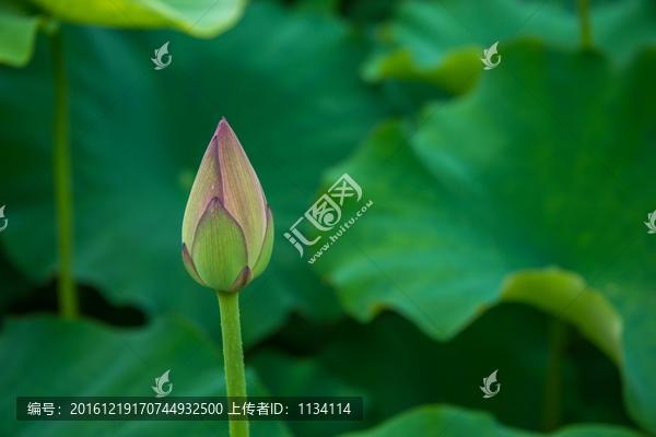 小荷才露尖尖角