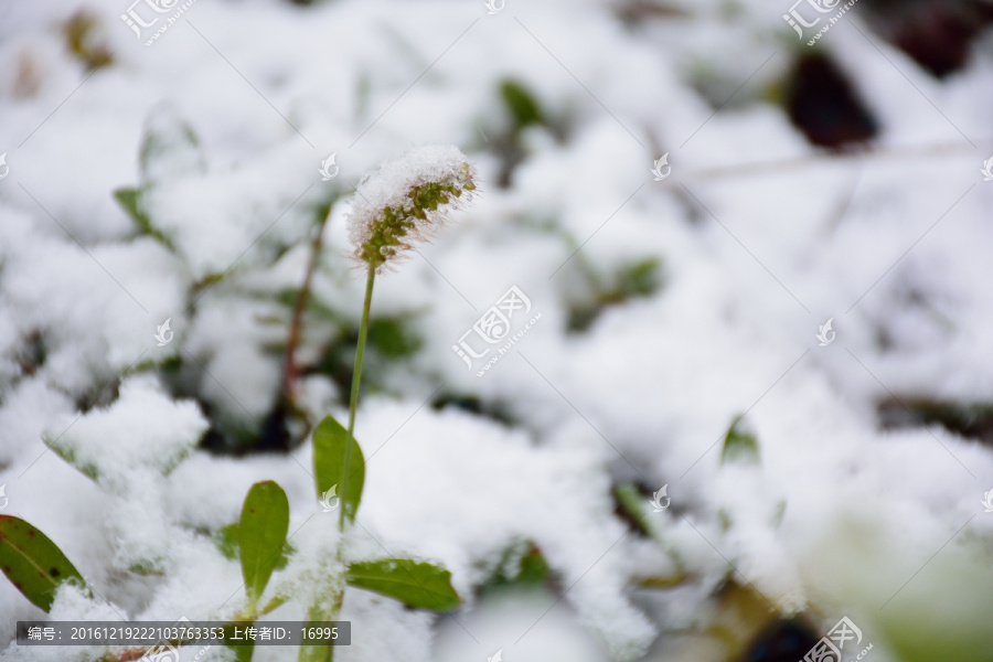 下雪素材
