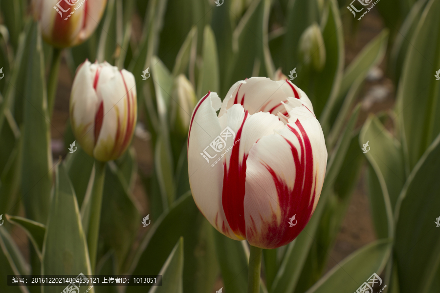郁金香花展JPG