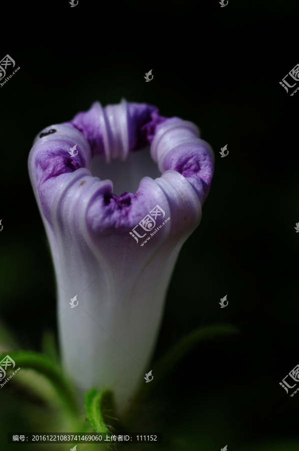 牵牛花
