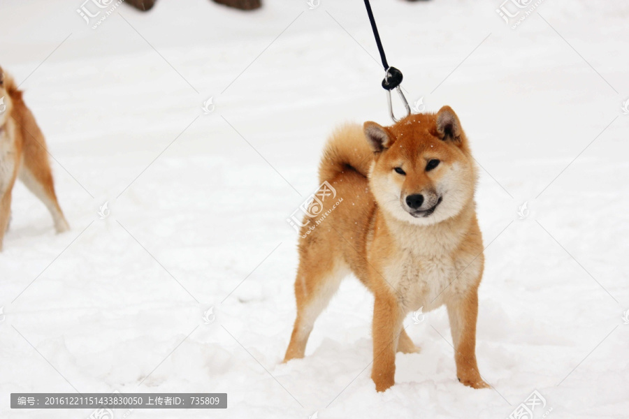 柴雪地犬