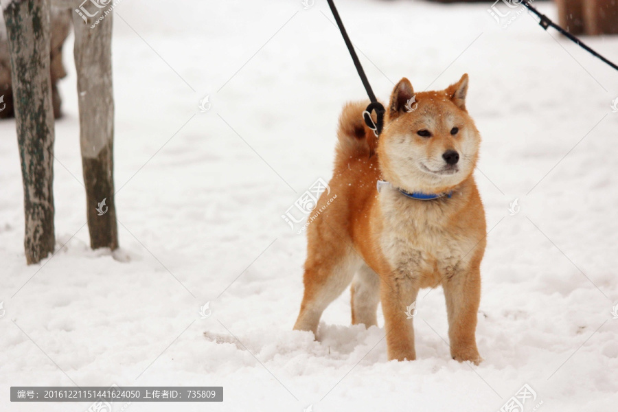 柴犬