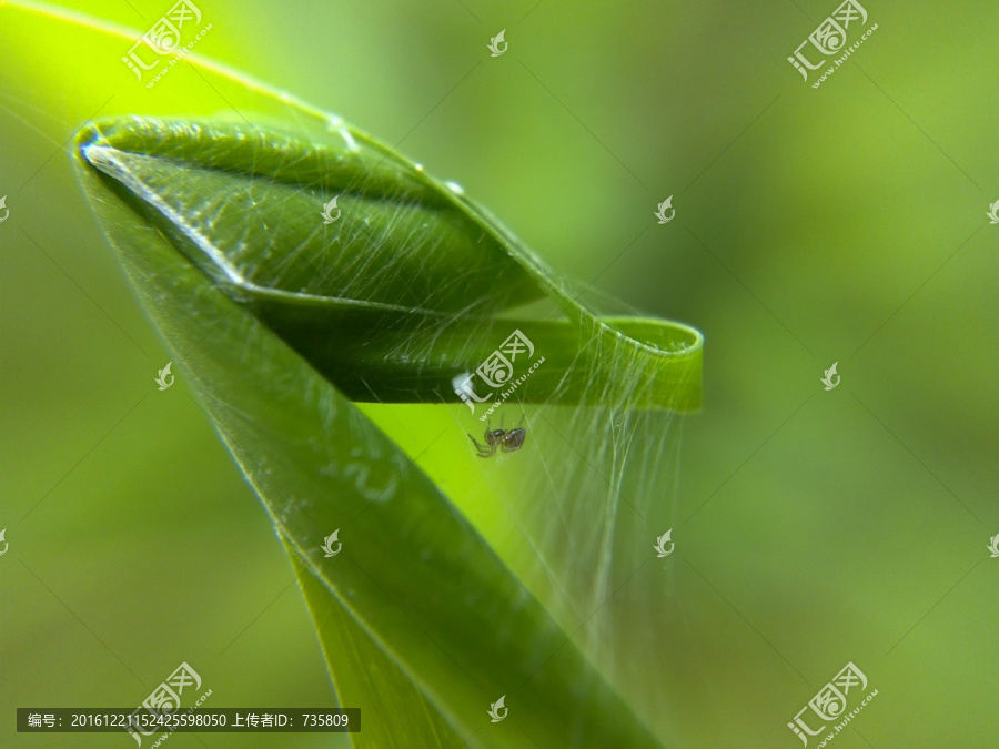 草蜘蛛