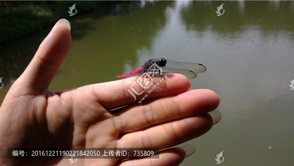 手上的蜻蜓