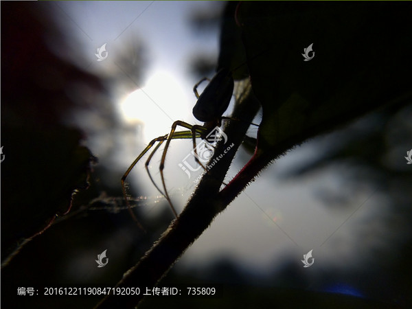 恐怖蜘蛛