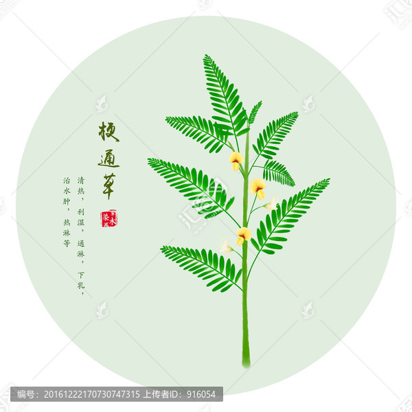 梗通草,手绘梗通草