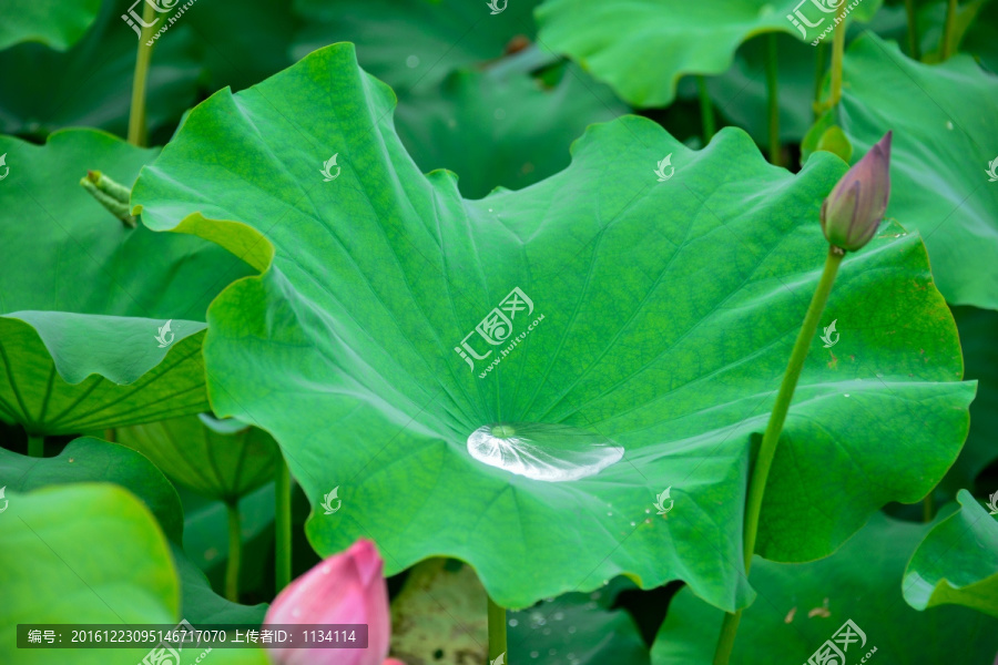 荷花水珠