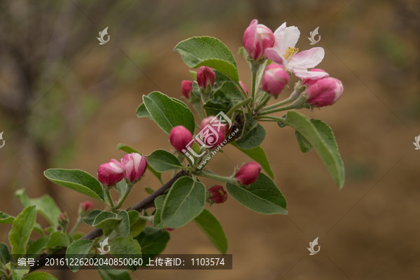 苹果花