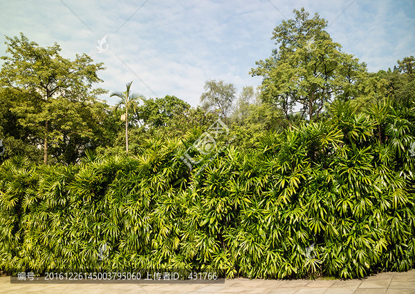 棕竹,绿色植物墙