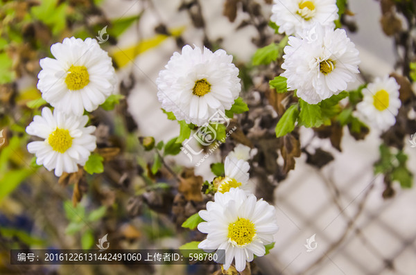 菊花