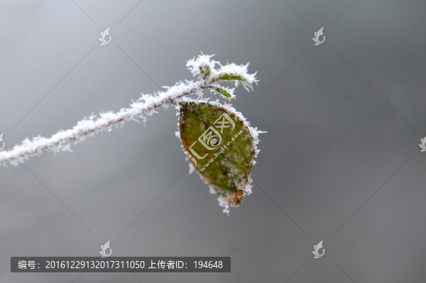 霜叶