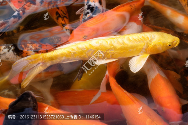 锦鲤
