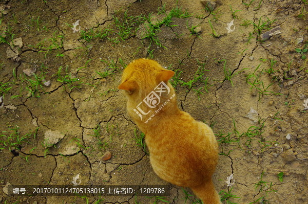 小花猫