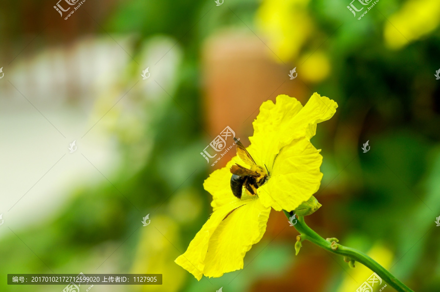 黄胸木蜂