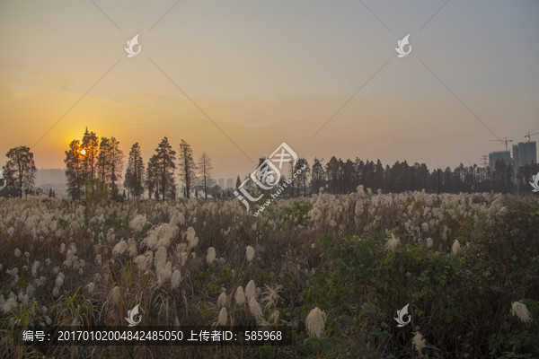 湖南农大芦苇地