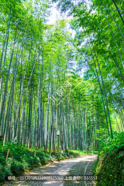 竹林,小道