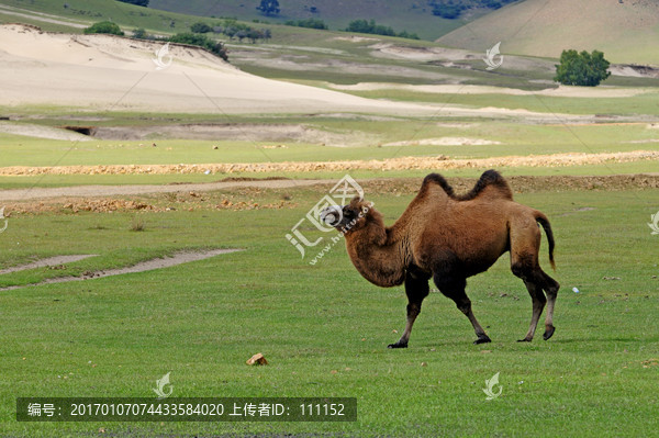骆驼