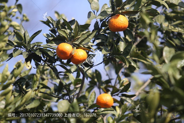 水果,橘子