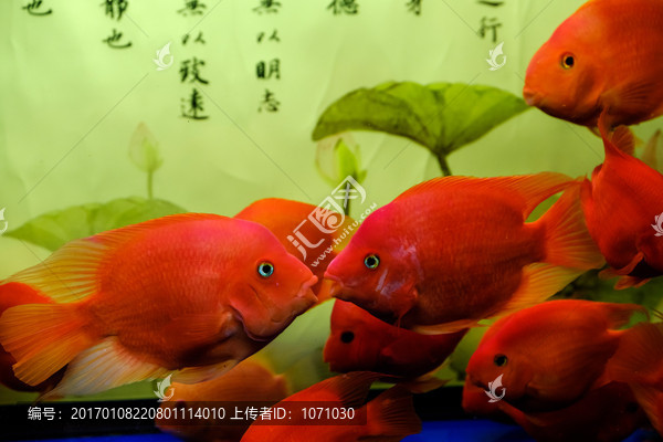 热带鱼,红鹦鹉