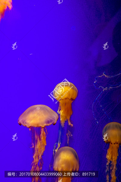 发光水母,漂浮水母,漂亮的水母