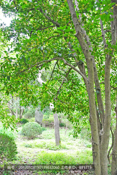 桂花树,,阳光树林