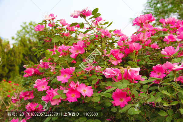 月季红花