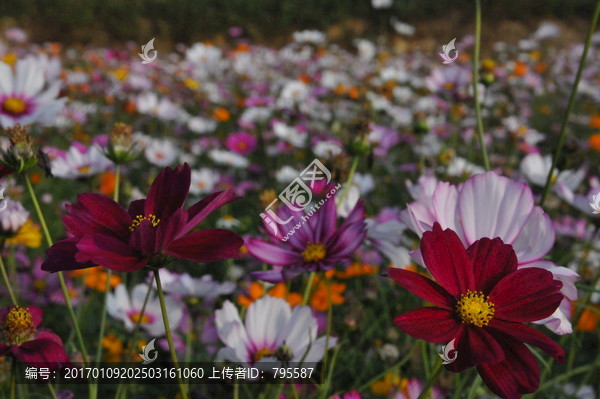 格桑花9