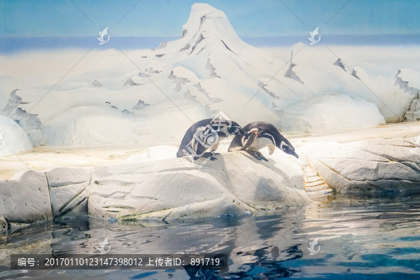 企鹅,冰雪,海洋馆