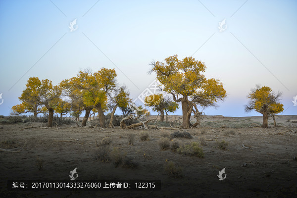 额济纳胡杨林