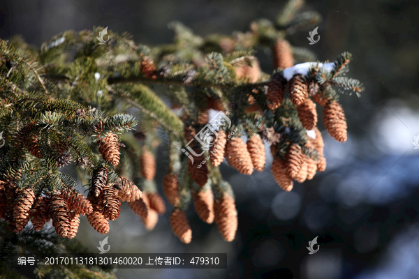 林海雪原,雪乡,山,松树,松林