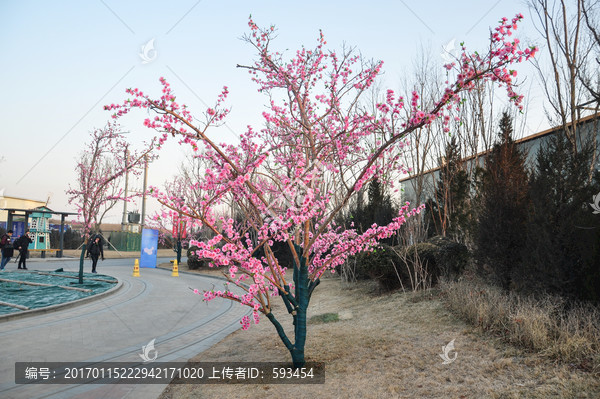 樱花树桃花树