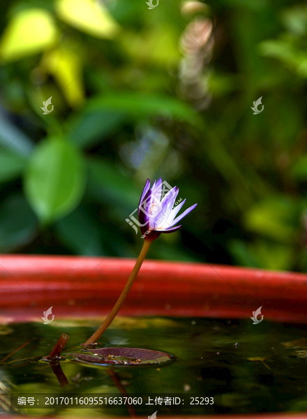 莲花,蓝莲