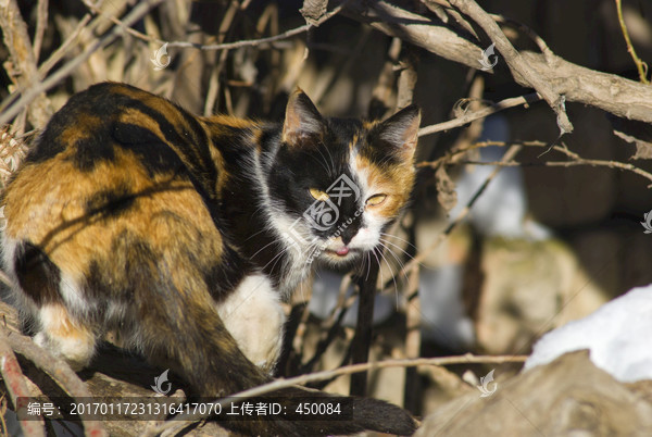 阴阳脸猫