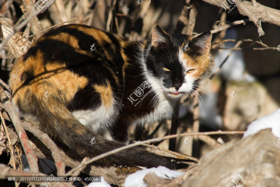 小花猫